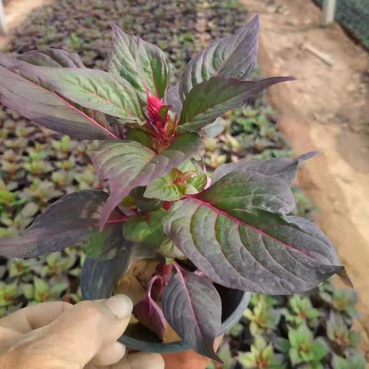 火炬鸡冠花基地 一支笔小苗 山东火炬鸡冠花