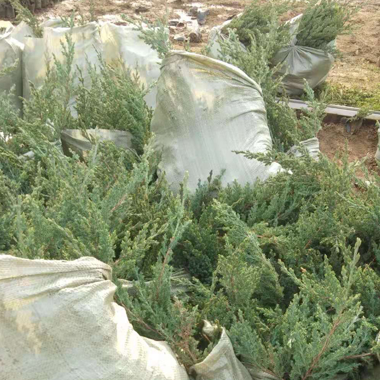 铺地柏批发 绿化苗木基地爬地柏 小枝密生