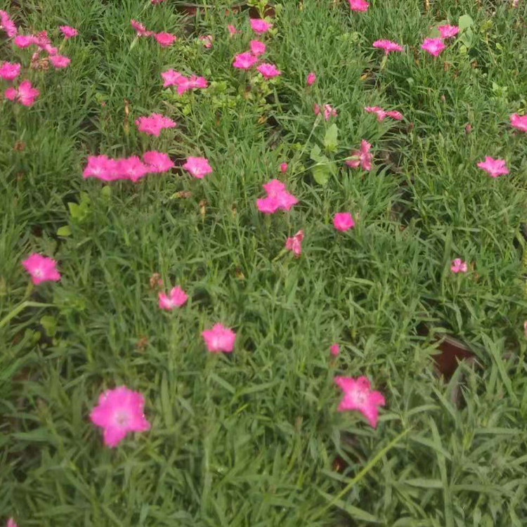 欧石竹双色盆  基生叶草状丛生  万诺花卉欧石竹价格