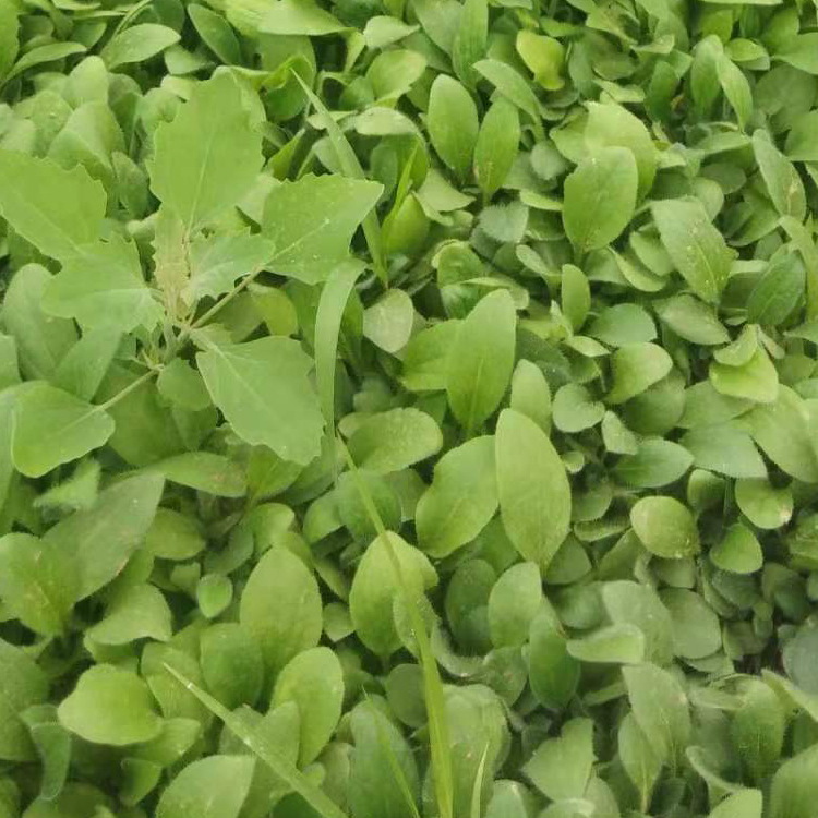 山东草花黑心菊销售 黑心菊小苗 土壤适应性较强