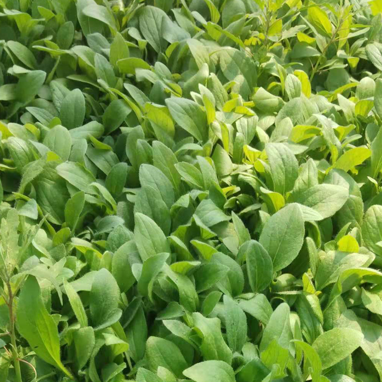 黑心菊杯苗 量大优惠 青州草花 黑心菊基地