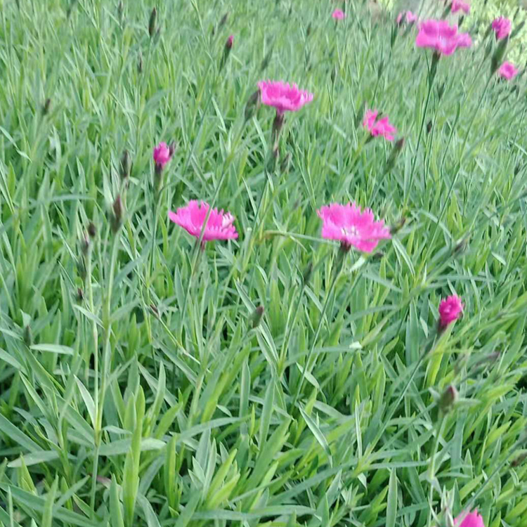 双色盆欧石竹  打造网红花海  万诺花卉欧石竹供应