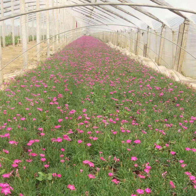 欧石竹小苗  打造网红花海  青州草花欧石竹批发