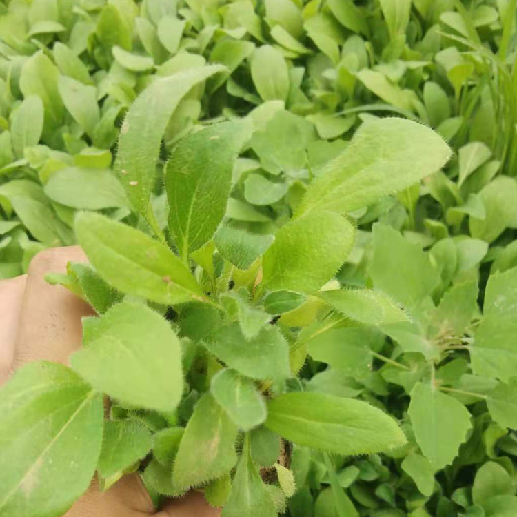 黑心菊杯苗 基地供应 一二年宿根花卉 黑心菊报价