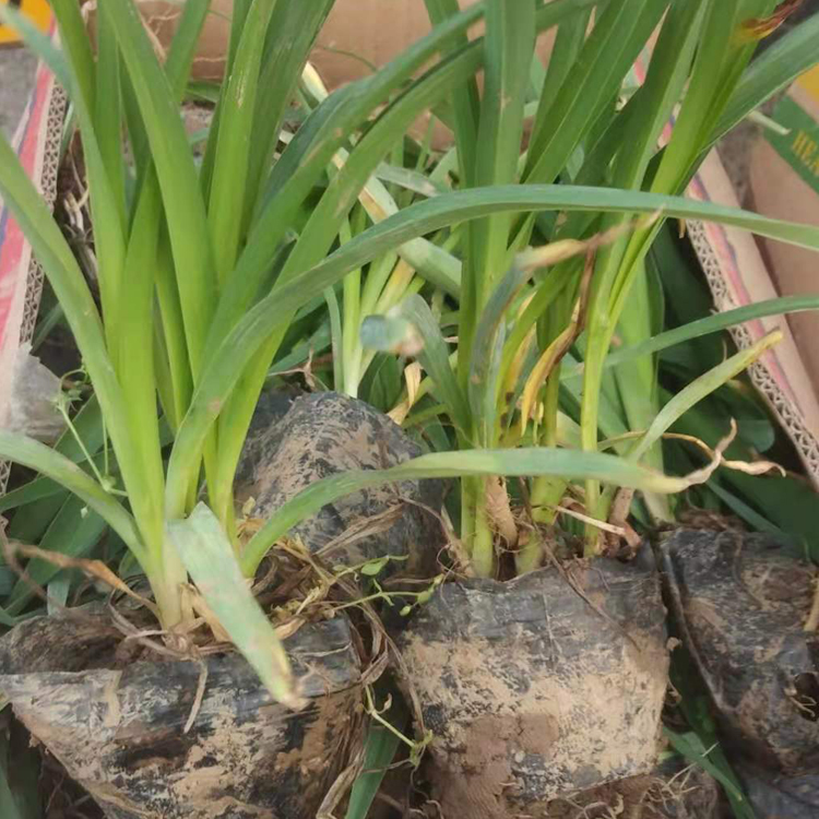 大花萱草 大花萱草小苗供应商 基地种植