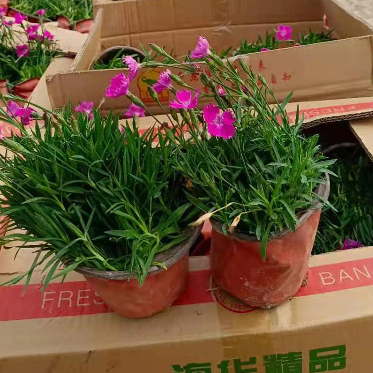 欧石竹小苗  基生叶草状丛生  万诺种植基地欧石竹报价
