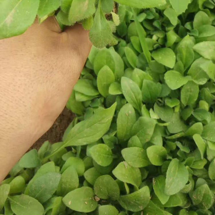 黑心菊小苗 色彩鲜艳 草本花卉黑心菊销售