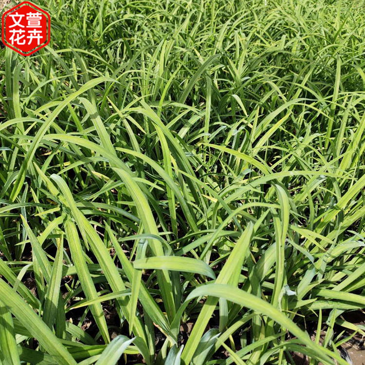 大花萱草小苗 大花萱草小苗 大花萱草批发 好苗预定中