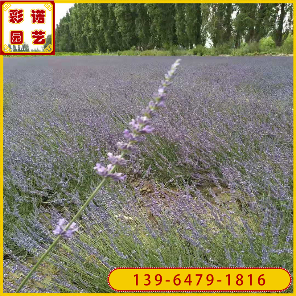 山东彩诺苗薰衣草小苗 花海盆栽薰衣草小杯苗 芳香植物