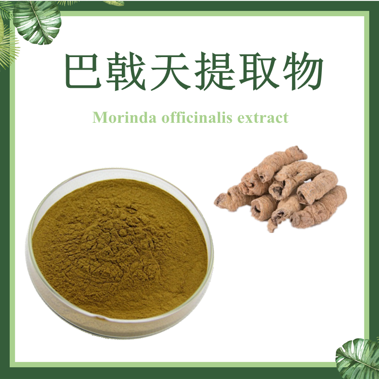 巴戟天提取物 10:1 三角藤提取物