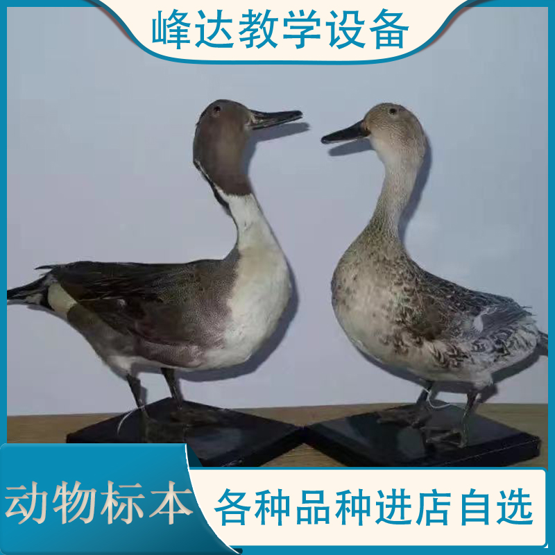 峰达教学 动物标本 拟态动物标本 猪骨骼标本 昆虫标本 量大从优