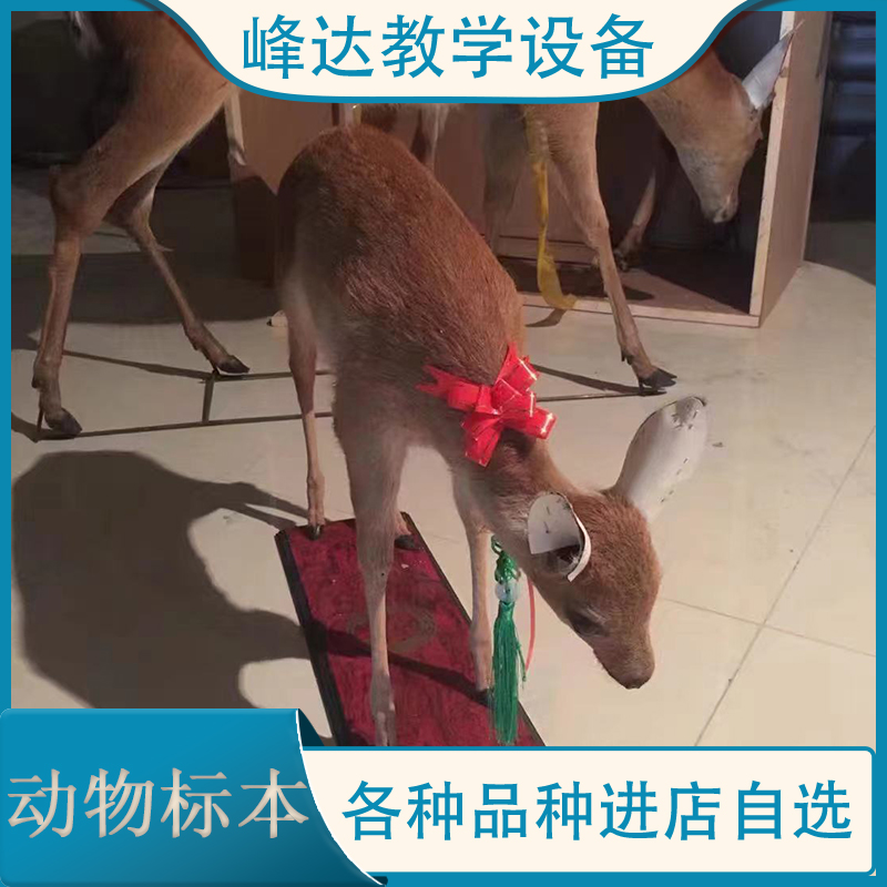 峰达教学设备  专业加工标本 动物标本 动物骨骼标本 生物学标本 陈列标本 厂家直供