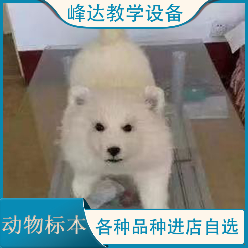 动物标本厂家 动物教学标本 仿真动物标本 生物学标本 小狗标本 峰达标本模型 峰达教学专业团队   