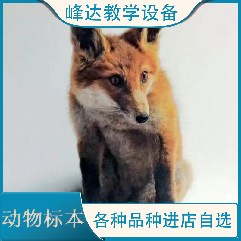 峰达销售标本 动物标本厂家 仿真标本 科普动物标本 仿真动物标本 教学用的标本 可以定做标本 