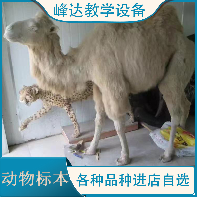 峰达教学 动物标本 拟态动物标本 动物标本制作 陈列标本 量大优惠