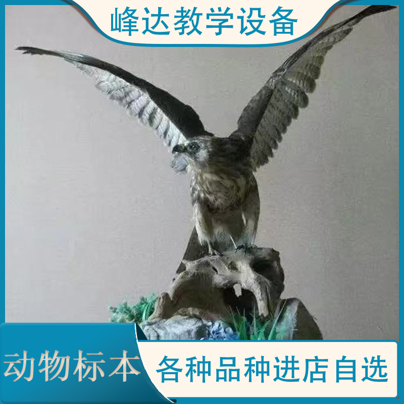  仿真动物标本 猪骨骼标本 鸟类标本 老鹰标本   教学用的标本 标本制作厂家   峰达教学专业团队