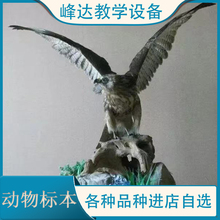 做标本的公司  仿真动物标本 猪骨骼标本 鸟类标本 老鹰标本   教学用的标本  