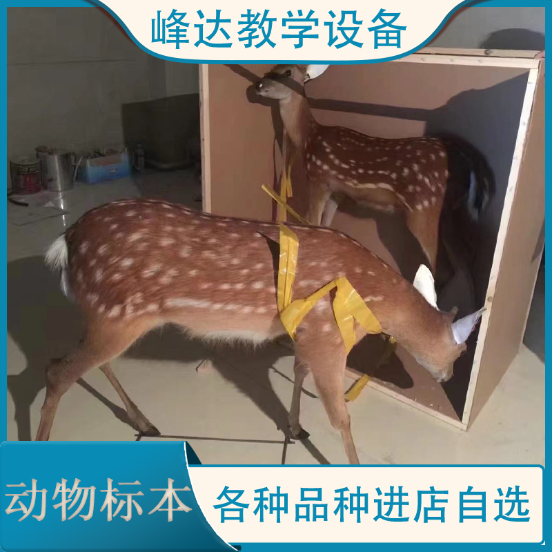 买标本找峰达教学 动物标本 仿真标本 仿真动物标本 梅花鹿标本  教学用的标本  可以定做标本 包邮
