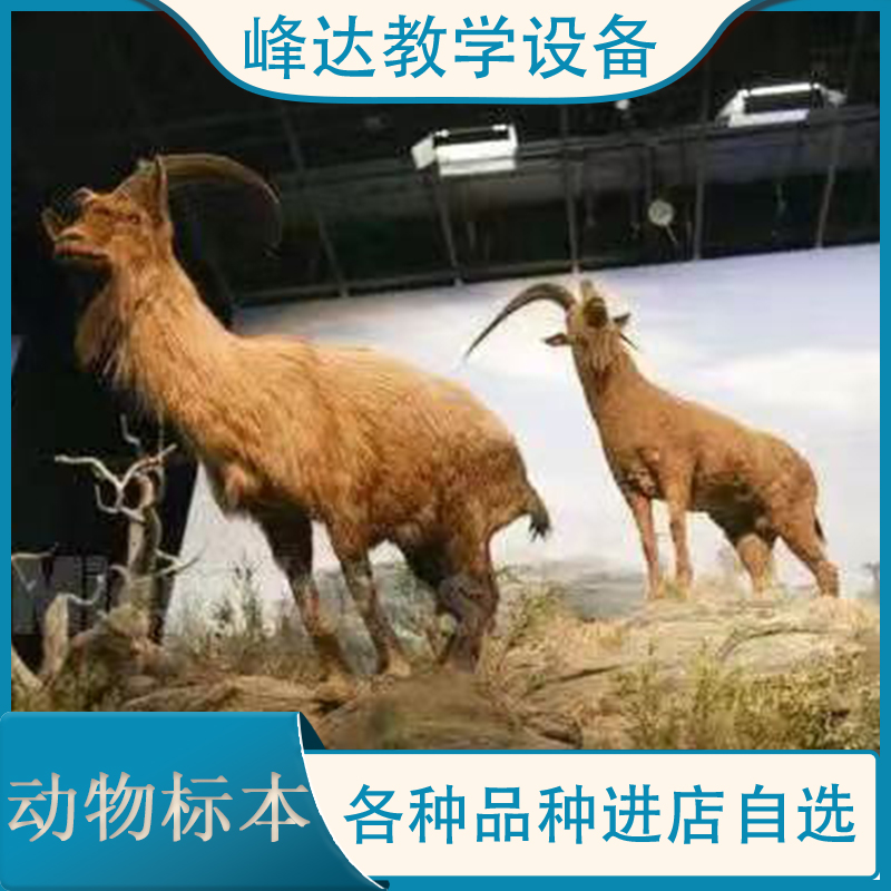 动物标本 动物骨骼标本 生物学标本 动物塑化标本 家庭摆件 峰达教学专业团队 峰达标本模型厂 