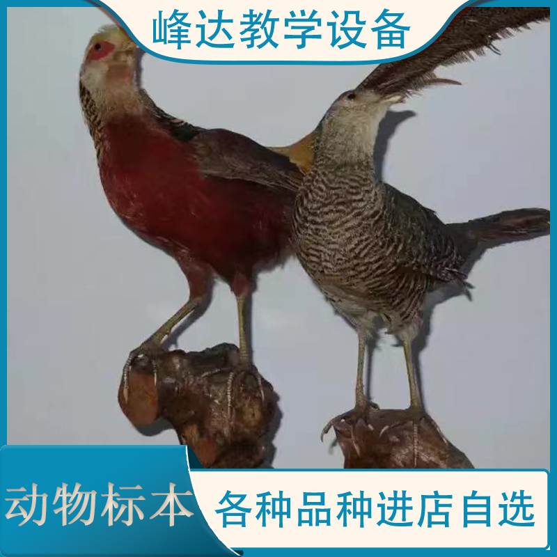 教育标本  专业加工标本 动物标本 拟态动物标本 动物标本制作 陈列标本 支持定制
