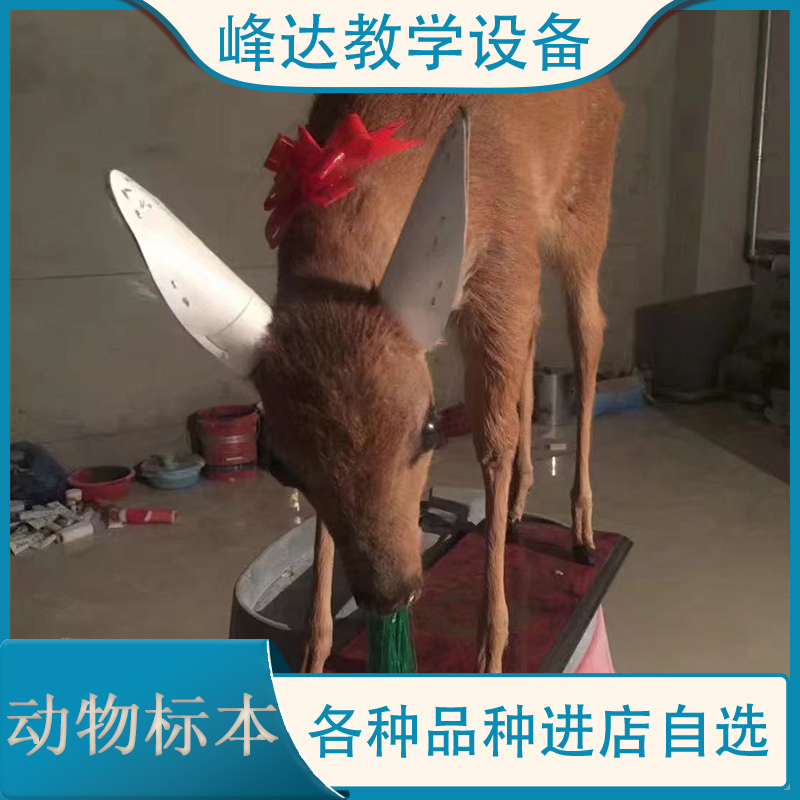 峰达教学设备 动物标本 拟态动物标本 猪骨骼标本 昆虫标本 家庭摆件