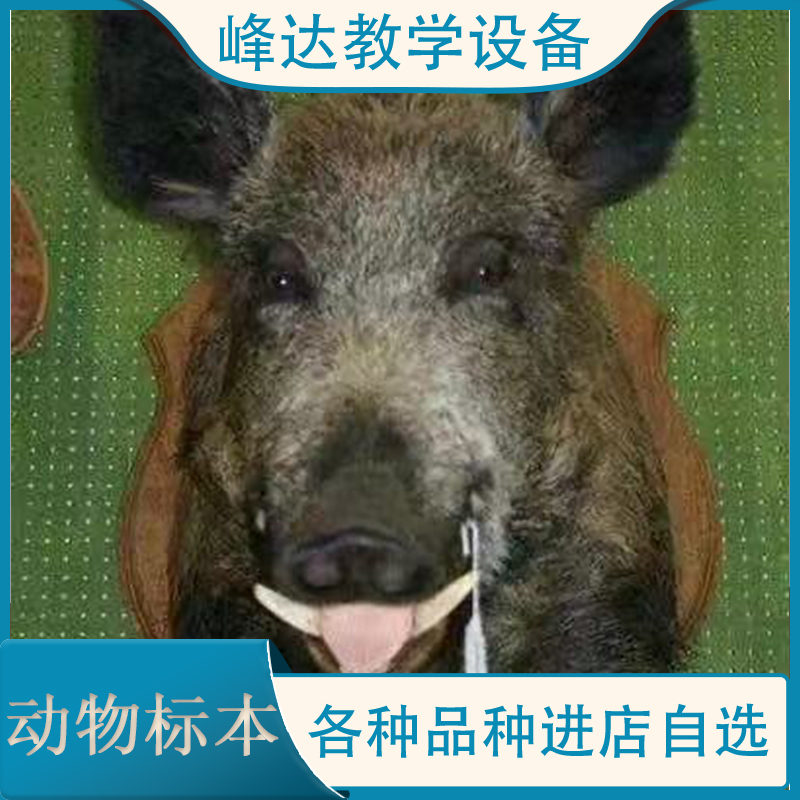 峰达制作 定做标本 动物骨骼标本 猪骨骼标本 仿真动物标本 鸟类标本  教学用的标本  