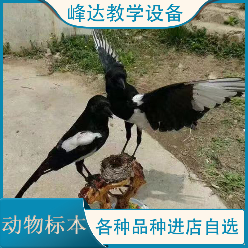 峰达教学设备  专业加工标本 动物标本 拟态动物标本 动物标本制作 动物塑化标本 量大从优