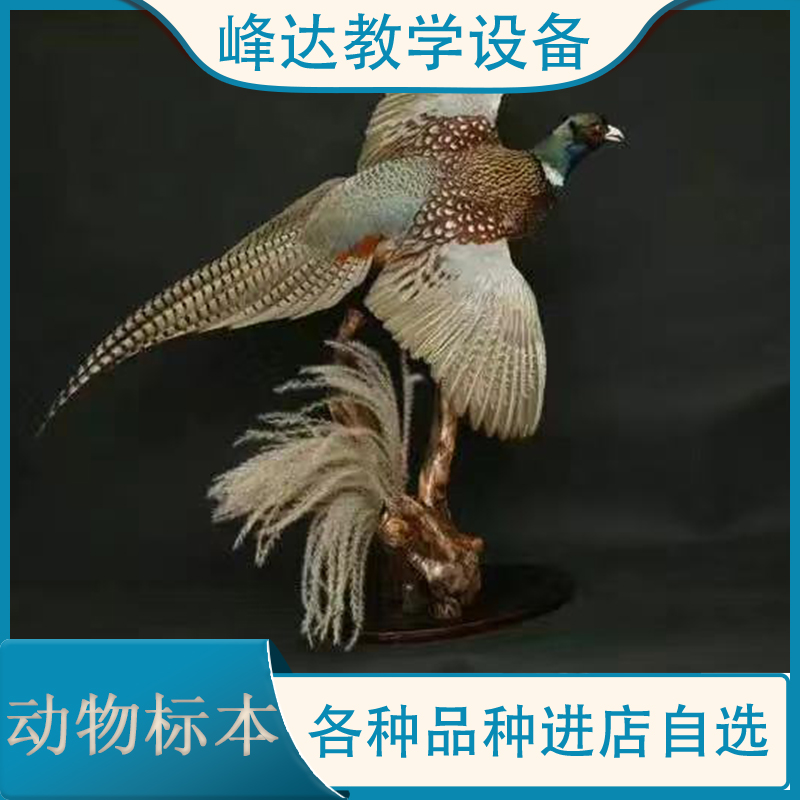 峰达教学 动物标本 动物骨骼标本 科普动物标本 小动物标本 厂家直供