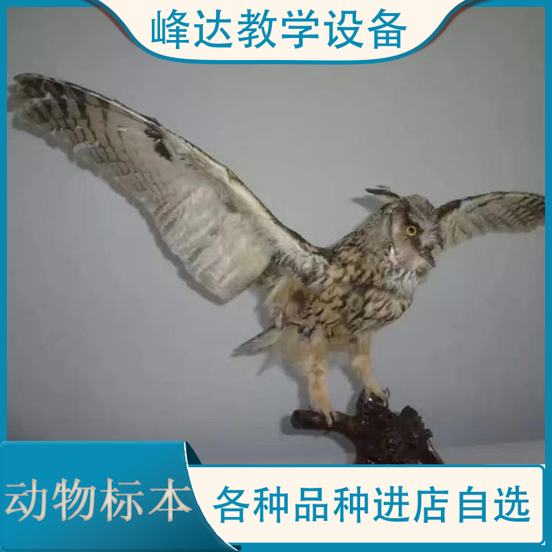 标本制作厂家   动物标本 动物教学标本 猪骨骼标本 小动物标本 家庭摆件 峰达教学专业团队