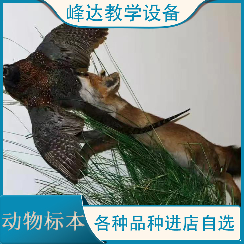 新乡市峰达教学制作  动物标本 拟态动物标本 科普动物标本 动物塑化标本 厂家直供