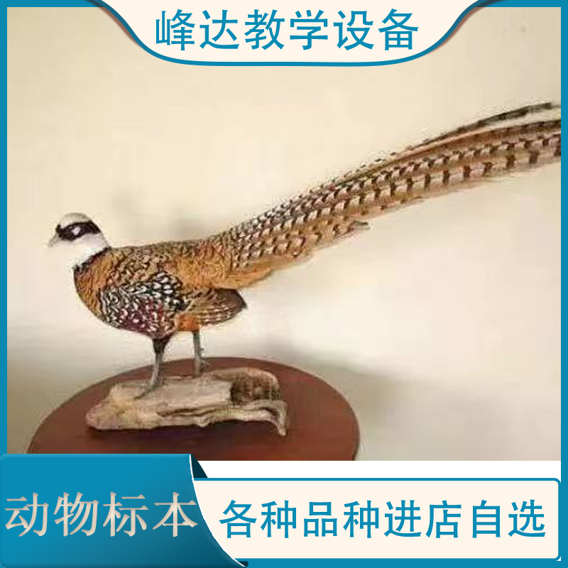 专业加工标本 动物标本 鸟类标本 科普动物标本 昆虫标本 厂家直供 在峰达公司订货量大优惠