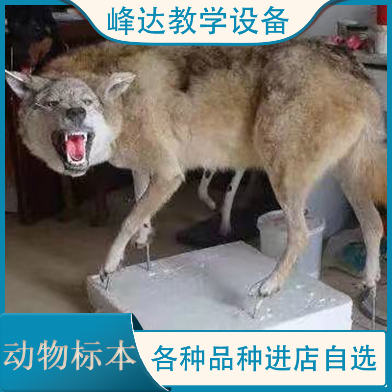  专业技术团队  动物标本 动物教学标本 标本馆专用的标本 仿真动物标本 鸟类标本   