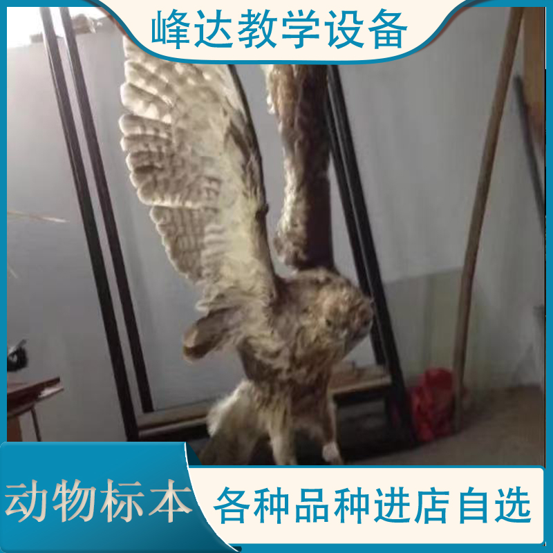 峰达教学 动物标本 示教标本 猪骨骼标本 动物塑化标本 量大优惠