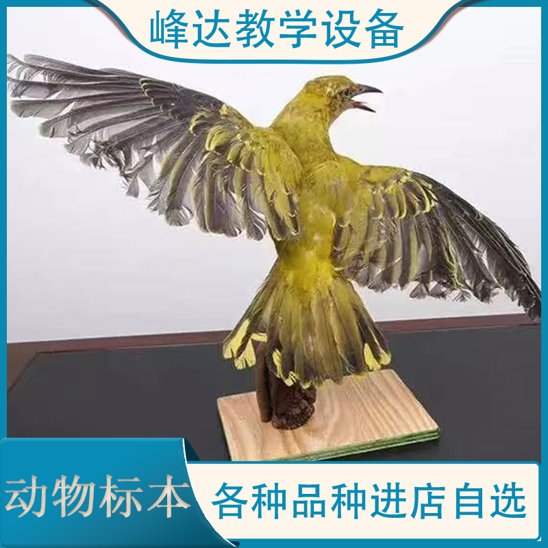 峰达厂家 专业加工标本 动物标本 动物骨骼标本 动物标本制作 陈列标本 量大优惠
