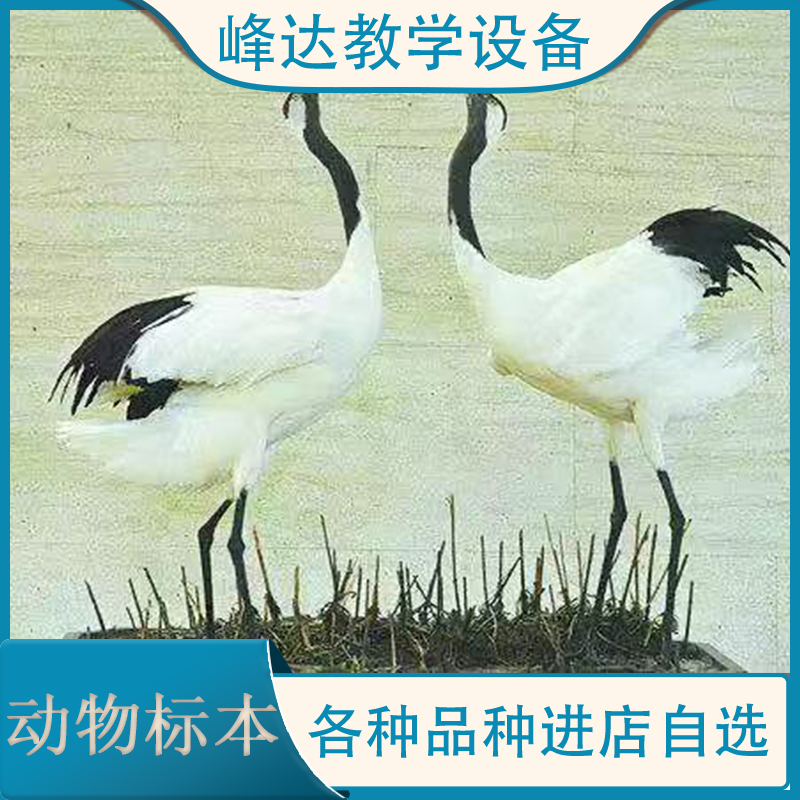 峰达销售标本 动物标本 动物教学标本 动物标本制作 小动物标本 厂家直供