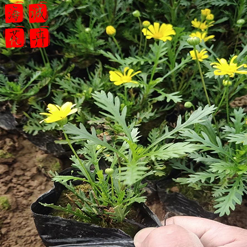 景区绿化黄金菊 黄金菊批发  绿化苗木花卉黄金菊