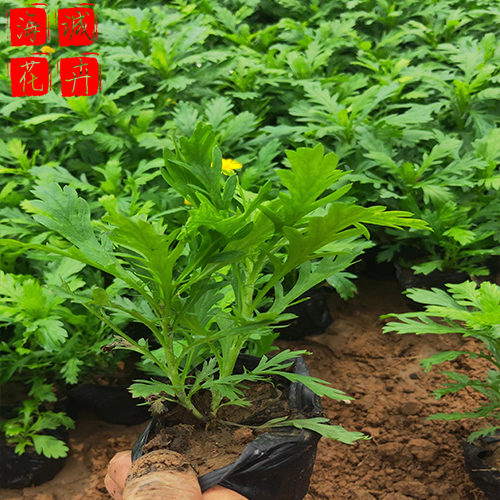 绿化带黄金菊 黄金菊批发  绿化苗木花卉黄金菊