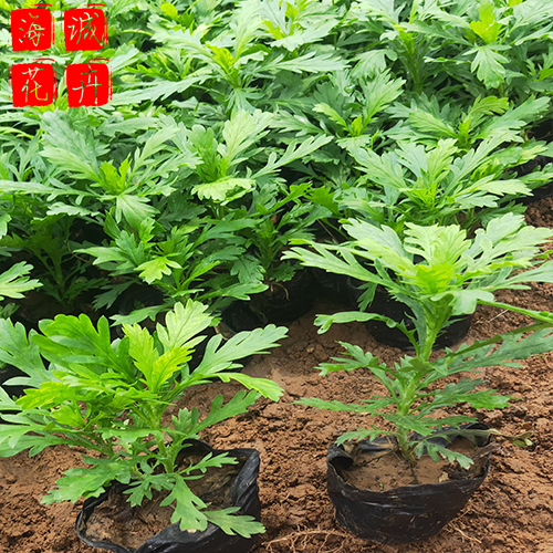 黄金菊绿化设计 黄金菊批发  绿化苗木花卉黄金菊
