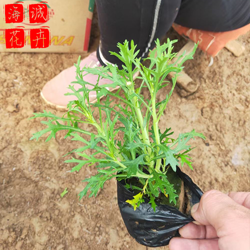 黄金菊苗圃 黄金菊批发  绿化苗木花卉黄金菊