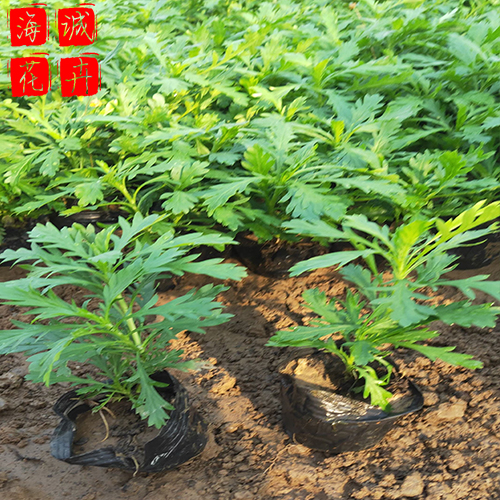 荒山绿化黄金菊 黄金菊批发  绿化苗木花卉黄金菊