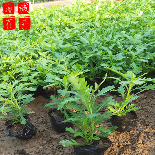 公园绿化黄金菊 黄金菊批发  绿化苗木花卉黄金菊