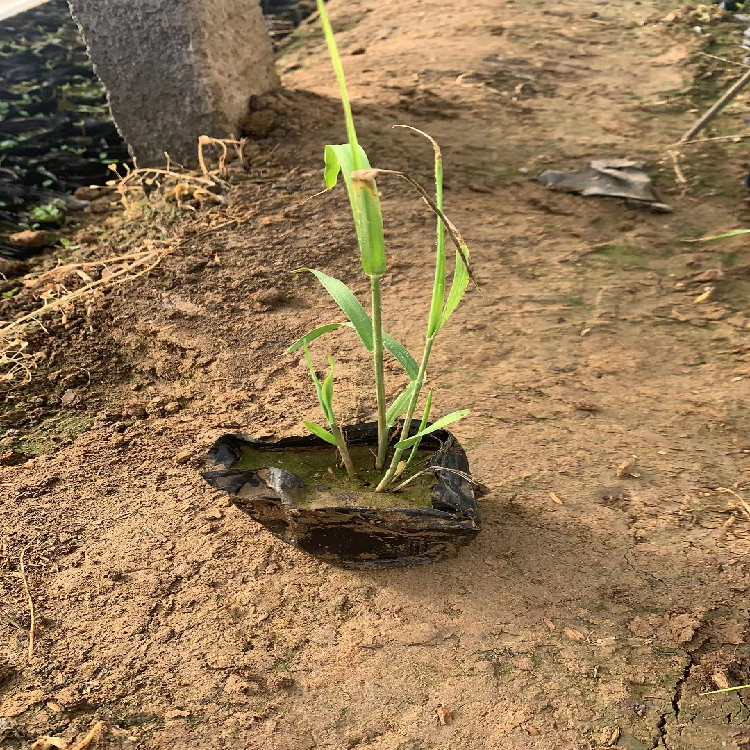 湿地绿化芦苇小苗 芦苇批发商 质优价廉 量大从优