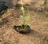 湿地绿化芦苇小苗 芦苇批发商 质优价廉 量大从优