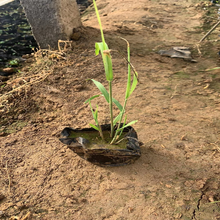 湿地绿化芦苇小苗 芦苇批发商 质优价廉 量大从优
