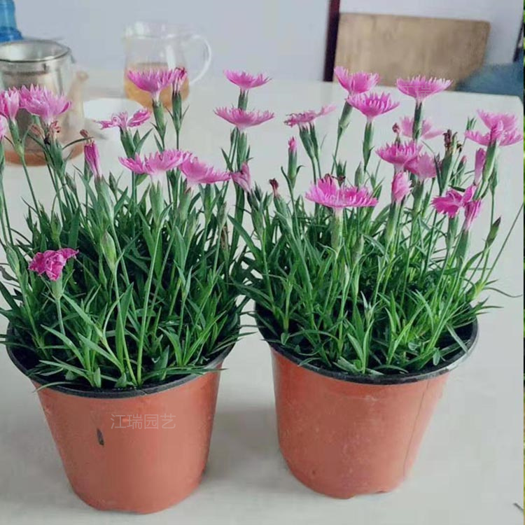 四季开花欧石竹基地 常年开花草坪欧石竹价格 欢迎选购