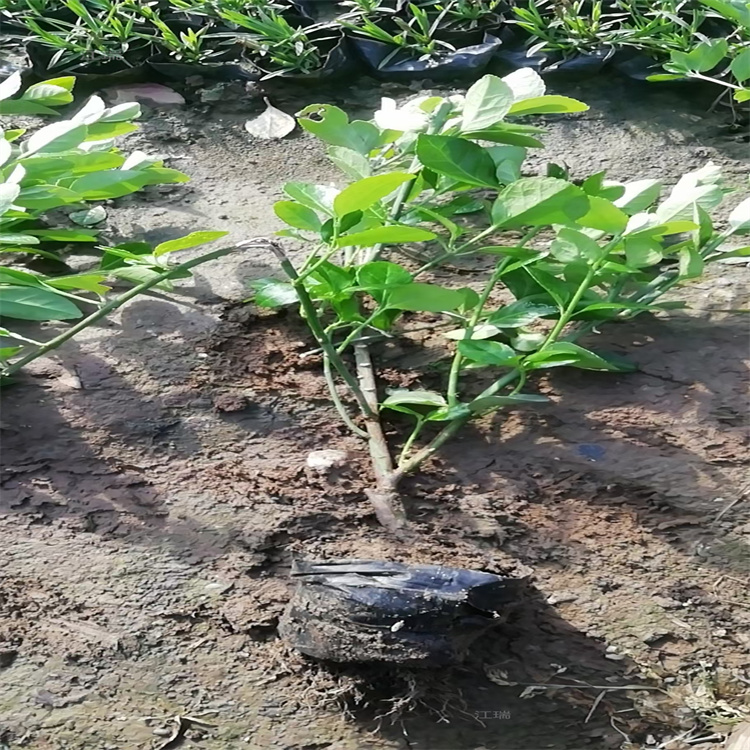 河北卫矛批发商 卫矛小苗 现货批发 质优价廉