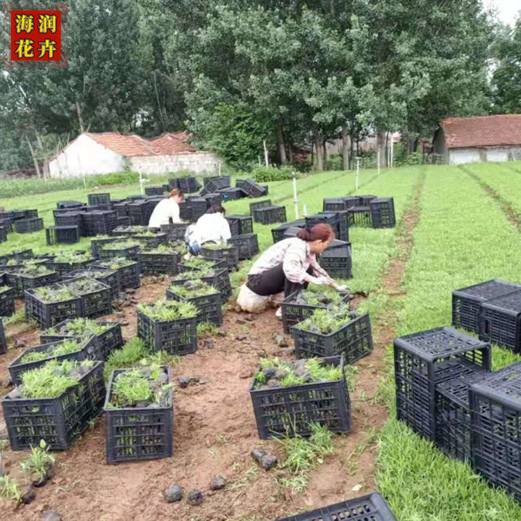 宿根植物五彩石竹 绿化用五彩石竹苗批发 海润花卉 苗圃现货