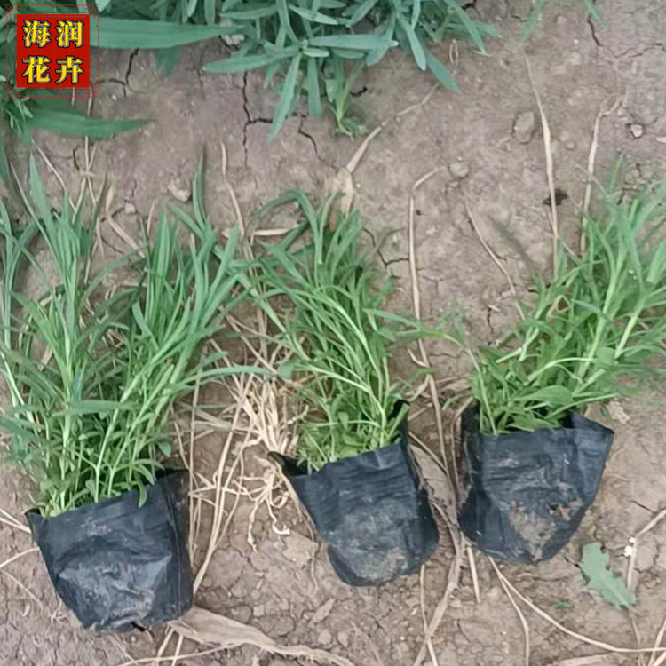 批发地被石竹小苗 五彩石竹杯苗 花海用石竹工程苗 海润花卉 现货供应