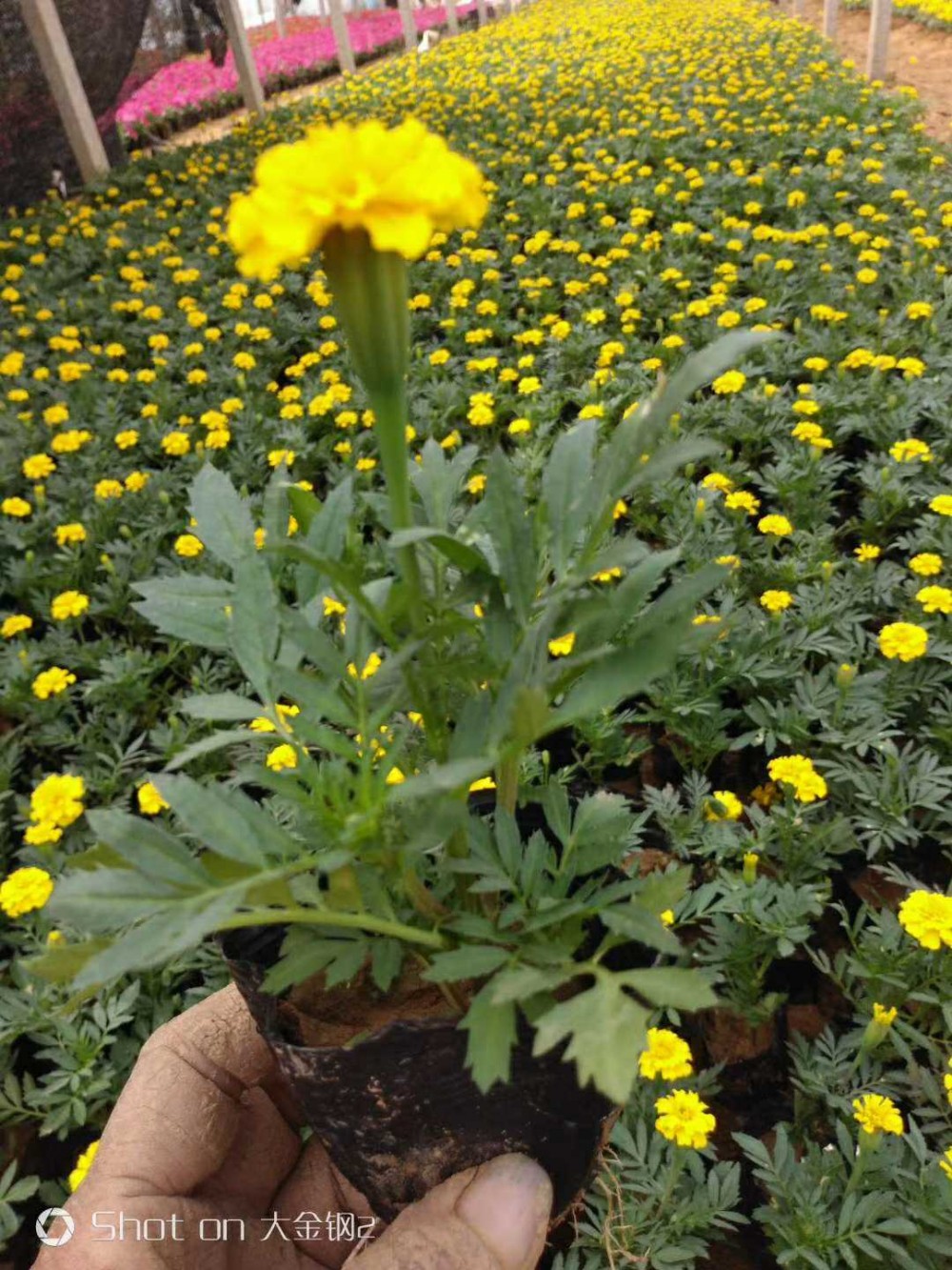 孔雀草花色金黄耀眼  孔雀草批发  时令草花观赏