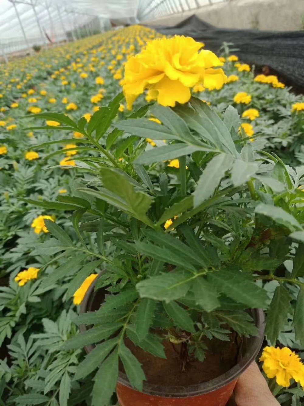 夏秋常用花卉  孔雀草批发  景观工程报价
